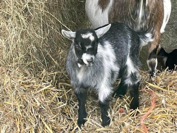 Image 1 of Pygmy goat kids available