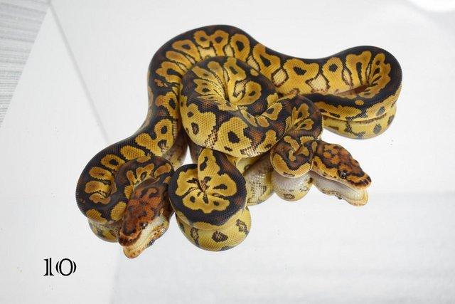 Preview of the first image of Ball python, Regius, clown, lovely snakes available !!.