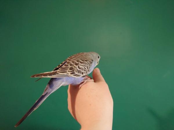 Image 2 of Hand reared silly tame baby budgie for reservation