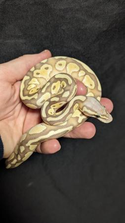Image 5 of Reduced royal python morphs hatchlings and adults
