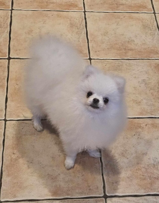 Preview of the first image of AT STUD KC WHITE POMERANIAN STUD DOG.