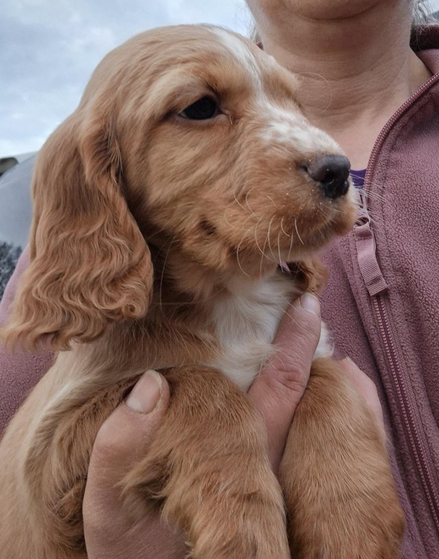 Preview of the first image of KC Registered Spaniel Pups.