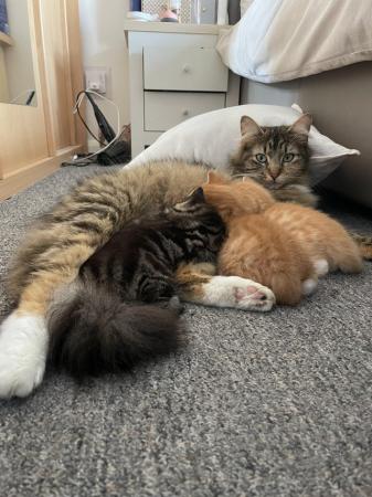 Image 2 of Maine Coon Mix Kittens x