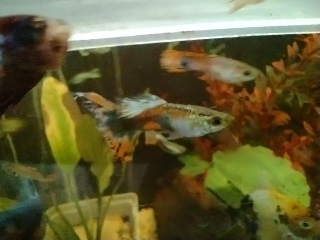 Preview of the first image of Male Guppies various colours 10 fish for £5.