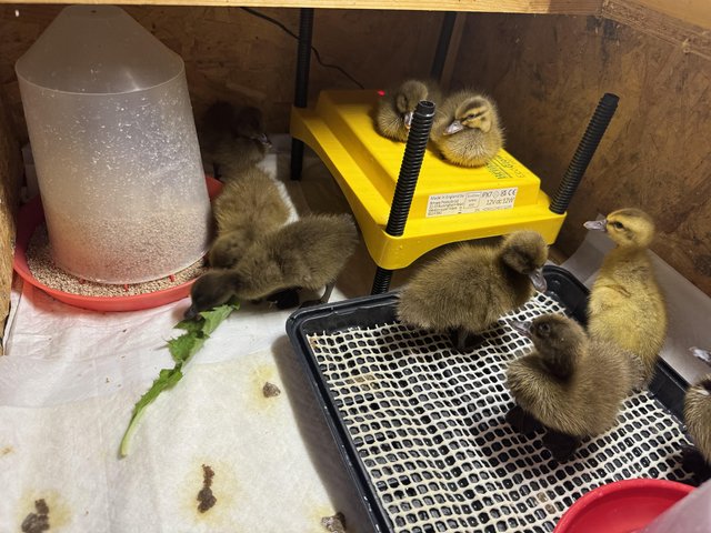 Preview of the first image of Khaki Campbell ducklings.
