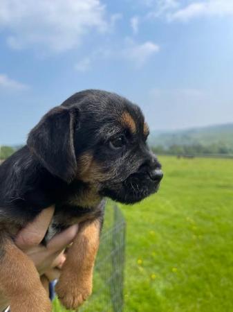 Image 5 of SLEM clear Border Terrier KC Registered puppies