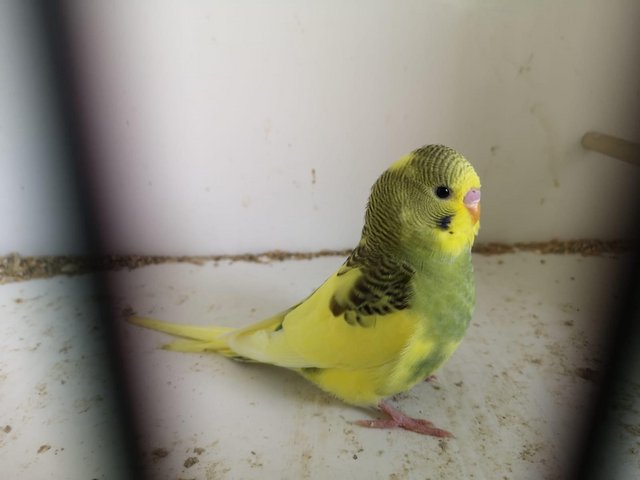 Preview of the first image of Gorgeous Baby budgie ……………..