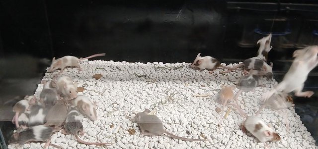Image 2 of Baby Mice , Tri and mixed coloured