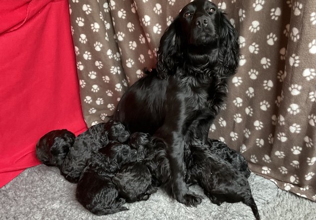 Image 1 of COCKAPOO PUPPIES FOR SALE