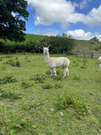 Image 3 of 2 entire male Alpacas available