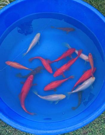 Image 4 of Large Goldfish mixed colours and varieties