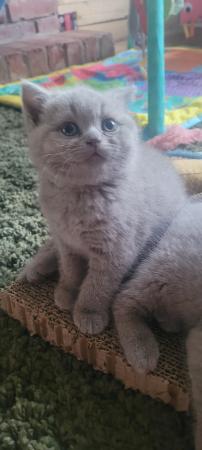 Image 18 of Gccf registered lilac British Shorthair kittens