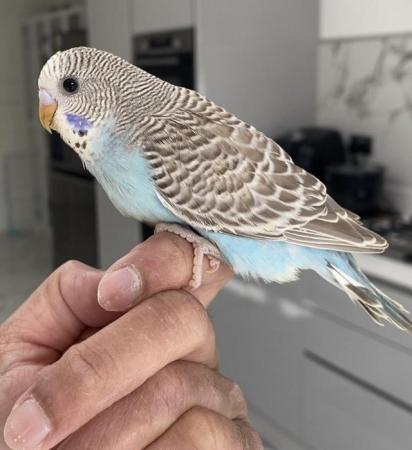 Image 5 of Tame baby budgies for reservation