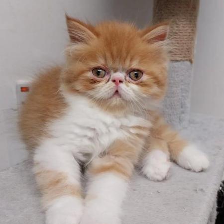 Image 4 of Pure breed Persian kittens for sale. Two gorgeous boys.