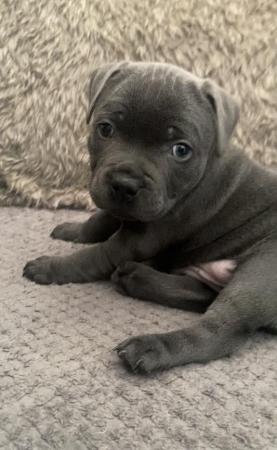Image 5 of Blue kc staffy/ Staffordshire bull terrier puppies