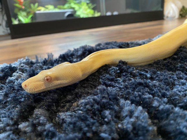 Preview of the first image of Female Albino Motley BCI CB2021 for sale.