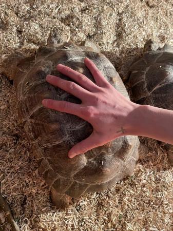 Image 4 of 2 South African sulcata tortoises