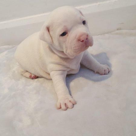 Image 10 of POCKET BULLY X STAFFY. Pups for sale