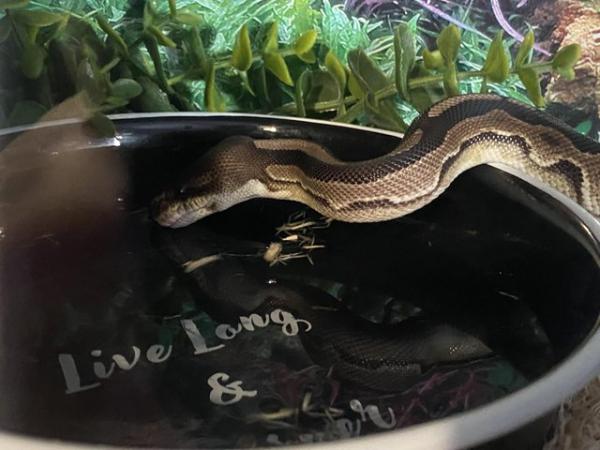 Image 3 of 15 months old royal python