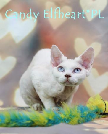 Image 10 of Devon Rex Candy boy for small home breeding