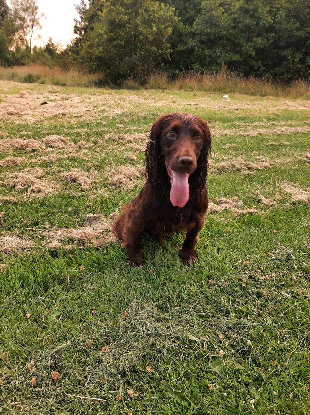Preview of the first image of Proven Chocolate kc registered cocker spaniel.