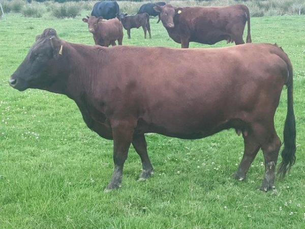 Image 1 of Pedigree Dexter cows and calves
