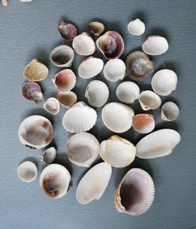 Image 7 of A Mixed Lot of Real Seashells.  100 Plus Pieces.