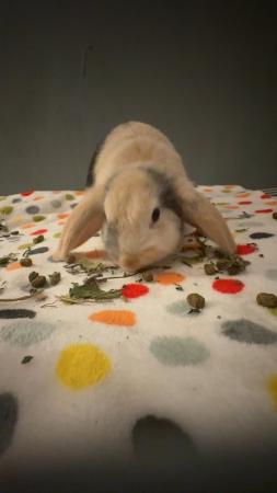 Image 3 of female rabbit wanting a good home