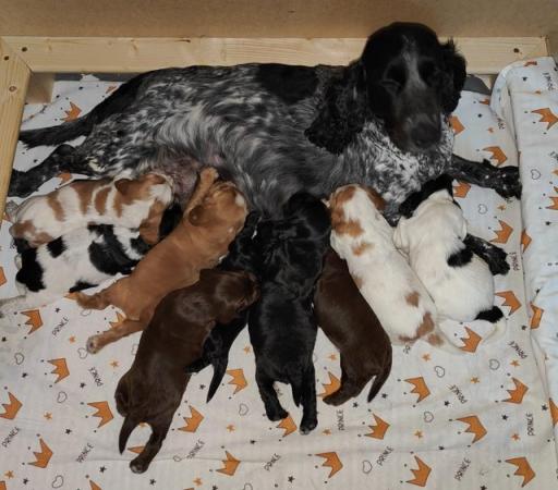 Image 2 of Show Cocker Spaniel puppies are looking for forever homes