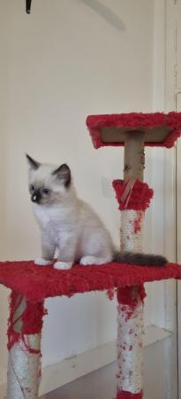 Image 2 of 8 weeks male Ragdoll kitten