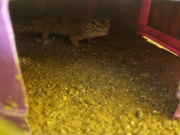 Image 3 of 2 leopard geckos for sale male and female