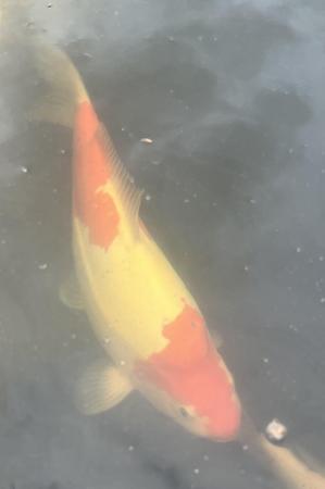 Image 2 of Koi now sold ………………………….