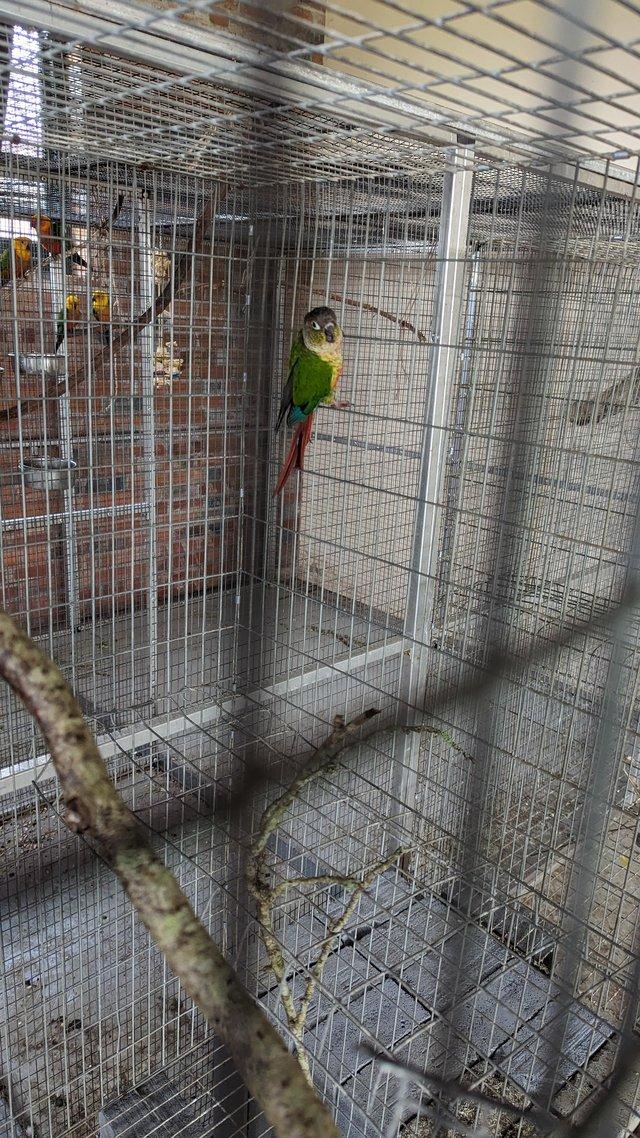 Preview of the first image of 2022 green cheeked conure cock for sale.
