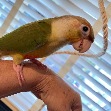 Image 2 of Young pineapple conure parrot green cheek conure ready now