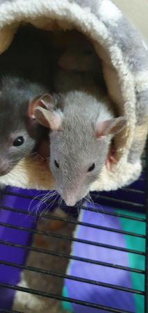 Image 5 of Young/baby rats (guaranteed tame)