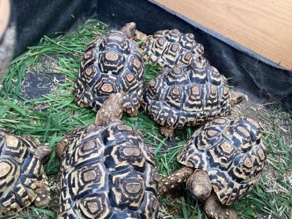 Image 1 of Leopard Tortoises 5 year olds.