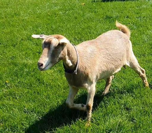 Image 2 of 2.5 nanny toggenburg goat. Super friendly