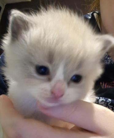 Image 1 of Gorgeous ragdoll kitten for sale *READY NOW*