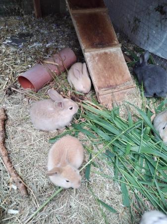 Image 5 of Baby rabbits (mini lop x Rex)