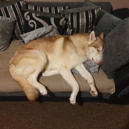 Image 1 of Male Northern Inuit . Tails. 19 months colourTAN/WHITE