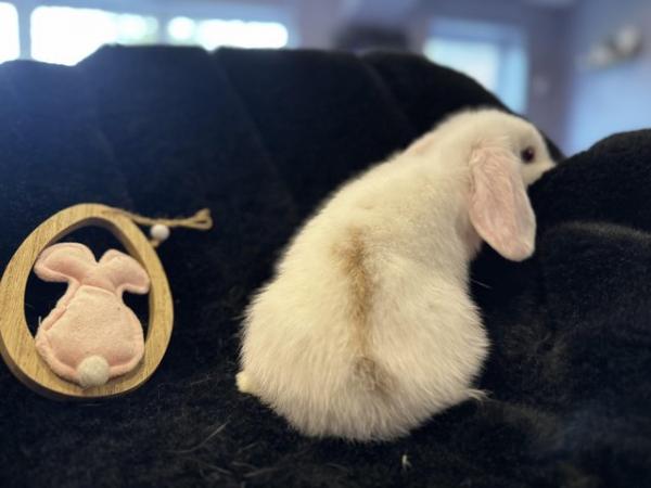 Image 8 of Mini Lop Baby Bunny Rabbits