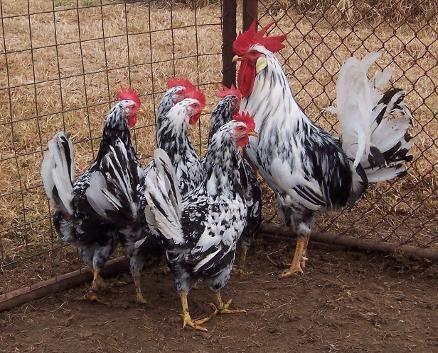 Image 1 of Exchequer Leghorn Cockerels - Rare Breed
