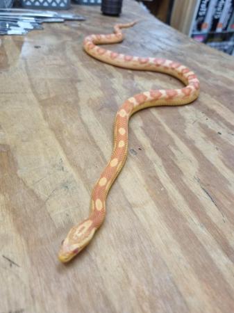 Image 3 of Beautiful Amel Motley Corn Snake