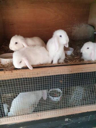 Image 1 of 10 wk baby lop eared rabbits