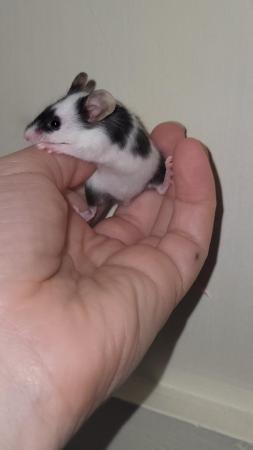 Image 4 of Beautiful friendly Baby mice ready soon.