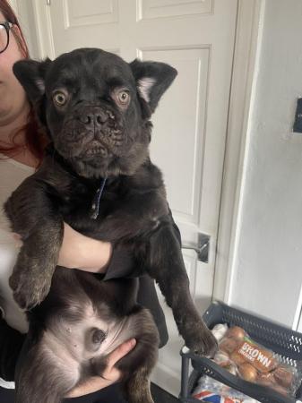 Image 9 of Fluffy French bulldogs x2 male