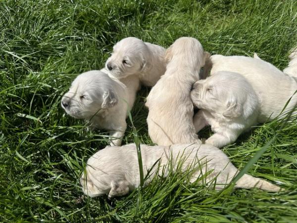 Image 2 of Golden retriever puppies for Sale