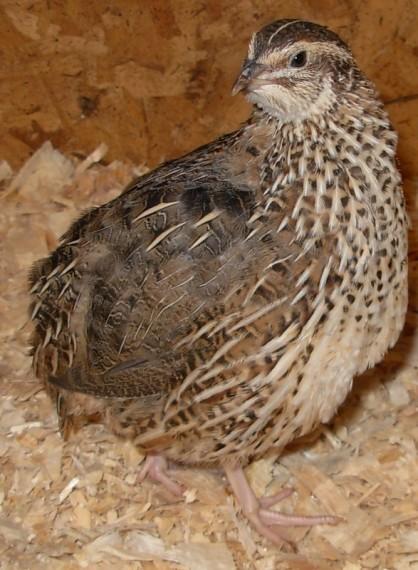 Preview of the first image of Quail....Japanese quail....FEMALE..100%......now laying......
