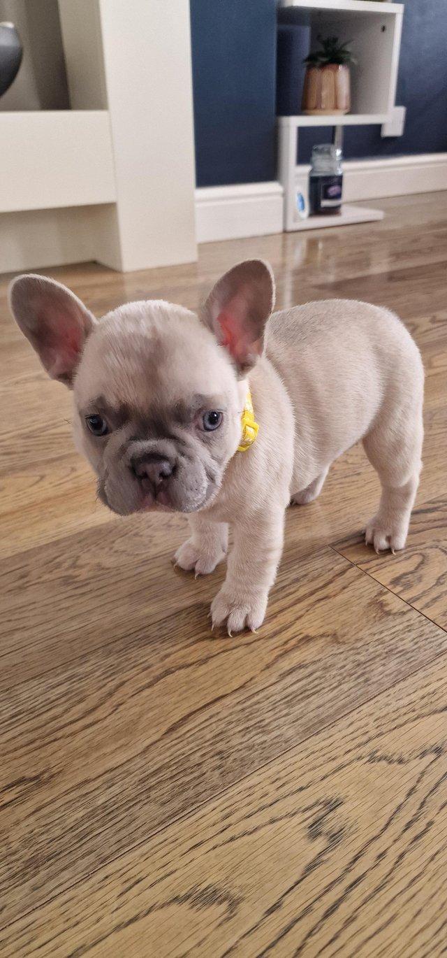 Preview of the first image of French bulldog puppy's..