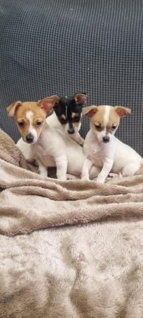 Image 1 of REDUCED 1 MALE  Jack russell x chihuahua puppy